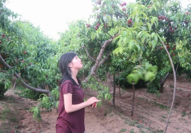 ��Ƭ������